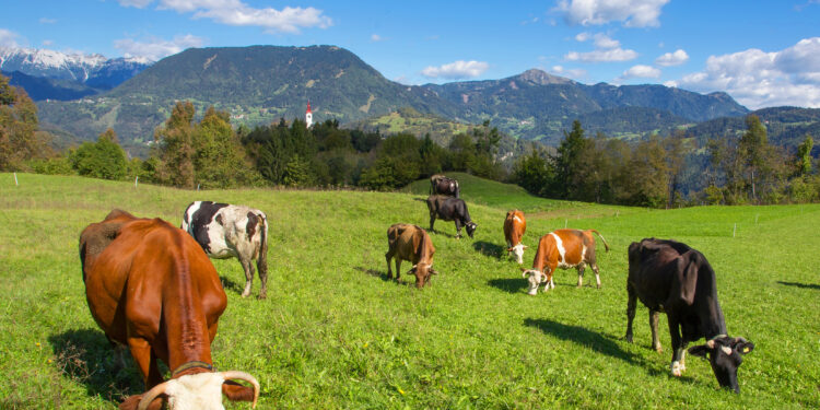 Živinoreja je na Idrijsko-Cerkljanskem praktično edina možna in dolgoročno vzdržna kmetijska panoga.
/ foto: Bojan Tavčar